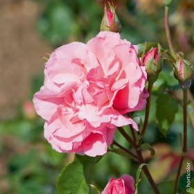 Rosal  Queen Elizabeth