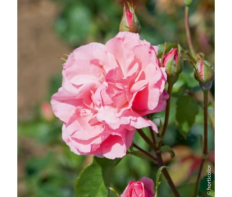 Rosal  Queen Elizabeth