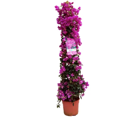 Bougainvillea Sanderiana Piramidal