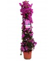 Bougainvillea Sanderiana Piramidal