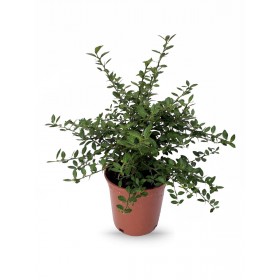 Caviar  Citrico o Microcitrus Australasica