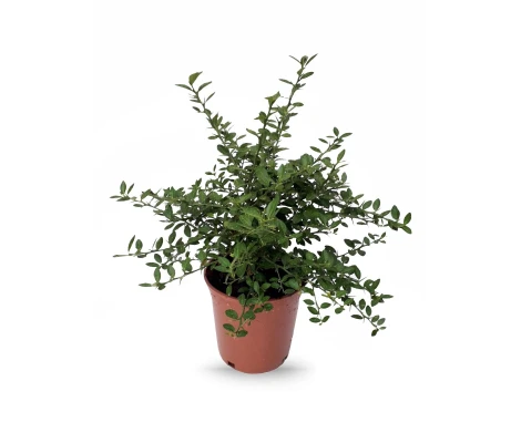 Caviar  Citrico o Microcitrus Australasica