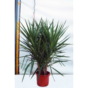 Yuca (Yucca 'Elephantipes') 3 troncos