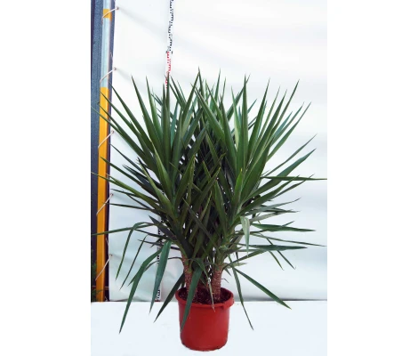 Yuca (Yucca 'Elephantipes') 3 troncos