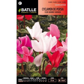 Batlle Semillas De Cyclamen De Persia