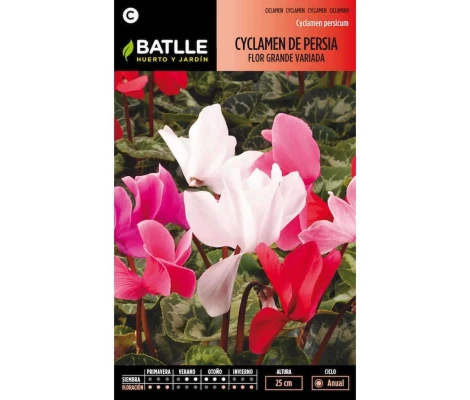 Batlle Semillas De Cyclamen De Persia