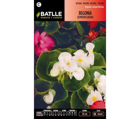 Batlle Semillas De Begonia Semperflorens