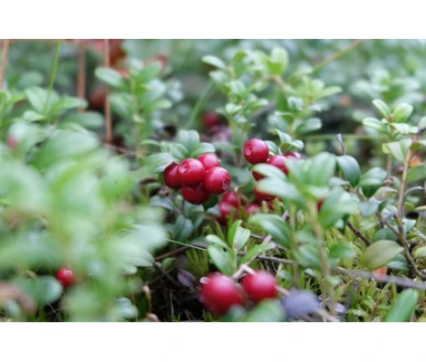 Planta Arandano Rojo