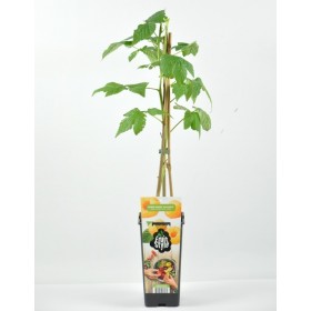 Planta Frambuesa Amarilla