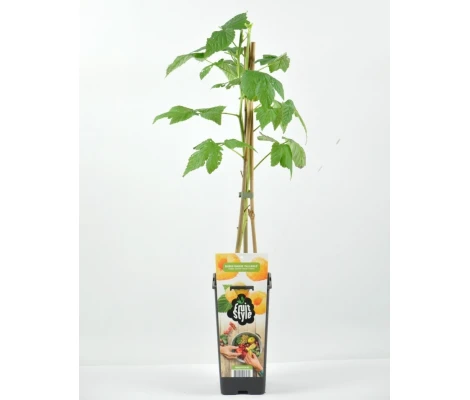 Planta Frambuesa Amarilla