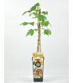 Planta Frambuesa Amarilla