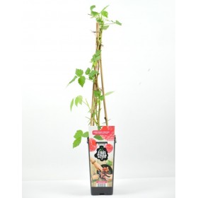 Planta Frambuesa Roja