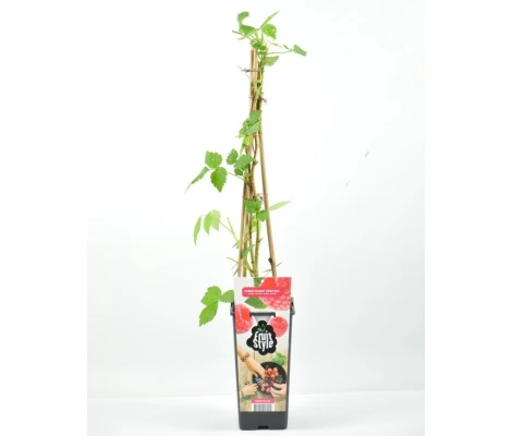 Planta Frambuesa Roja