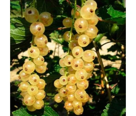 Planta Grosella Blanca