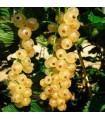 Planta Grosella Blanca