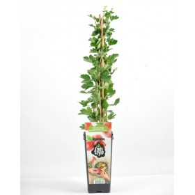 Planta Grosella Roja