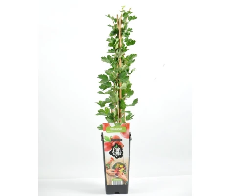 Planta Grosella Roja