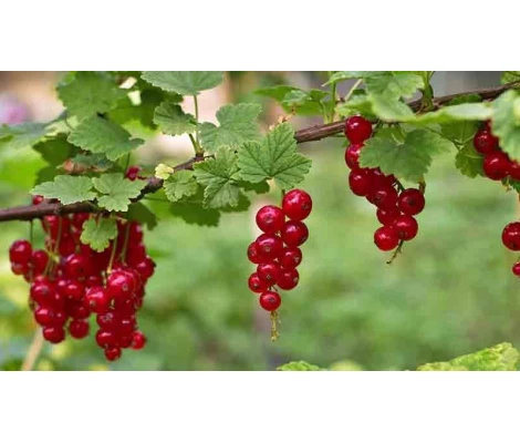 Planta Grosella Roja