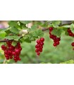 Planta Grosella Roja