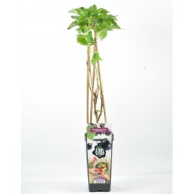 Planta Grosella Negra