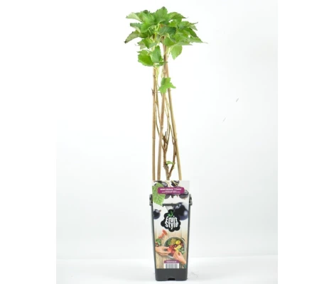 Planta Grosella Negra