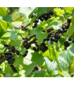Planta Grosella Negra