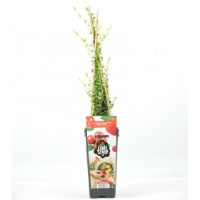 Planta Arandano Rojo