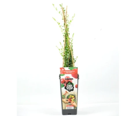 Planta Arandano Rojo