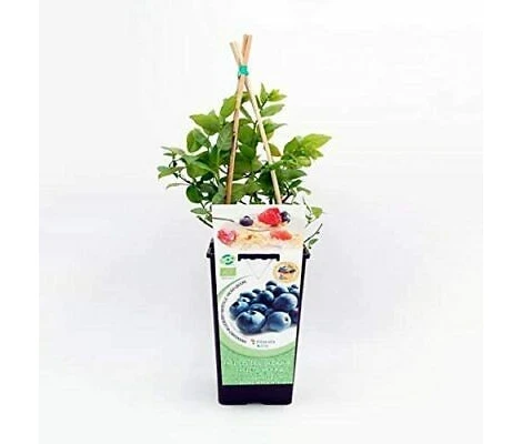 Planta Arandano azul