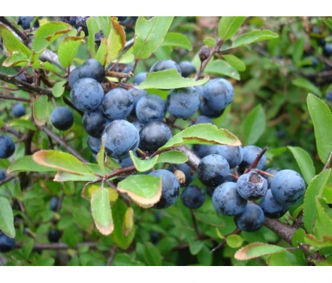 Planta Arandano azul