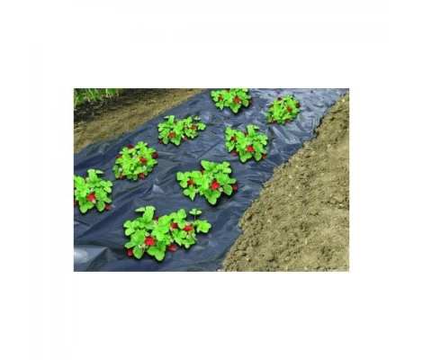 Terra Film  De Acolchamiento