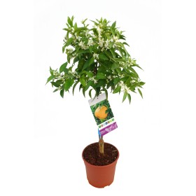 Mandarino Maceta  Ø20cm