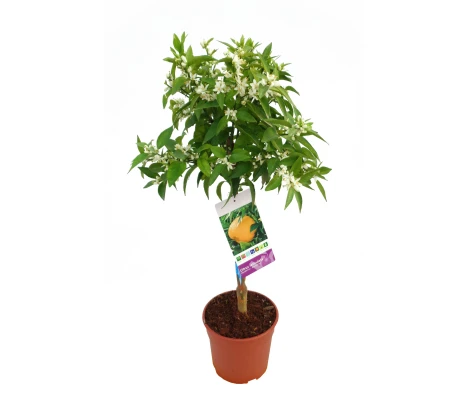 Mandarino Maceta  Ø20cm