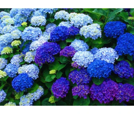 Hortensia Azul (Hydrangea Macrophylla) 3L