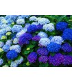 Hortensia Azul (Hydrangea Macrophylla) 3L