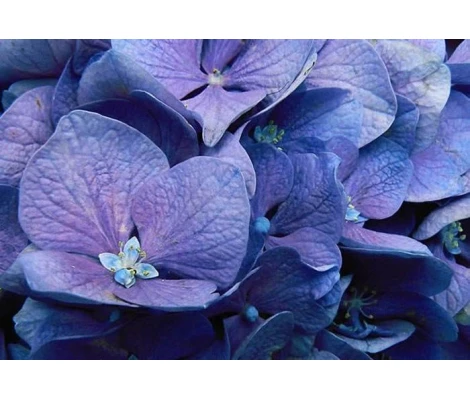 Hortensia Azul (Hydrangea Macrophylla) 3L