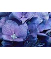 Hortensia Azul (Hydrangea Macrophylla) 3L