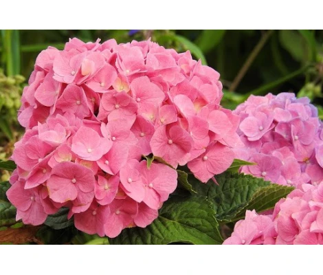 Hortensia Rosa (Hydrangea Macrophylla) 3L