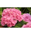 Hortensia Rosa (Hydrangea Macrophylla) 3L