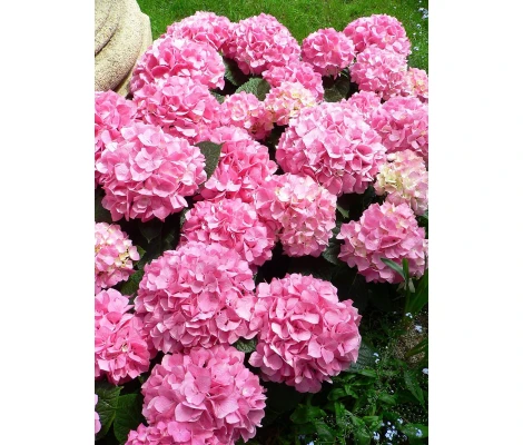 Hortensia Rosa (Hydrangea Macrophylla) 3L