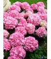 Hortensia Rosa (Hydrangea Macrophylla) 3L