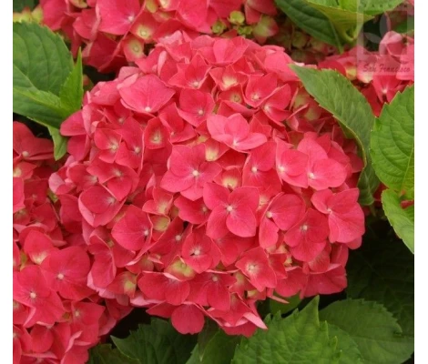 Hortensia Roja (Hydrangea Macrophylla) 3L