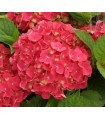 Hortensia Roja (Hydrangea Macrophylla) 3L