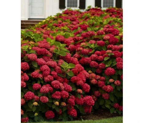 Hortensia Roja (Hydrangea Macrophylla) 3L