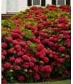 Hortensia Roja (Hydrangea Macrophylla) 3L