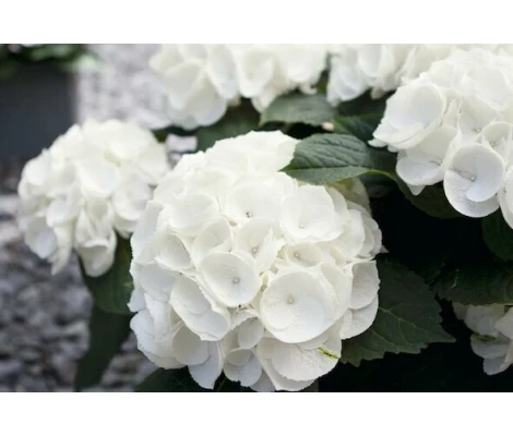Hortensia Blanca ( Hydrangea Macrophylla) 3L
