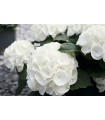 Hortensia Blanca ( Hydrangea Macrophylla) 3L