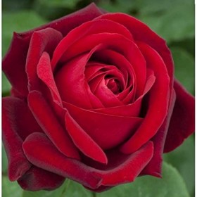 Rosal Chrysler Imperial Meilland