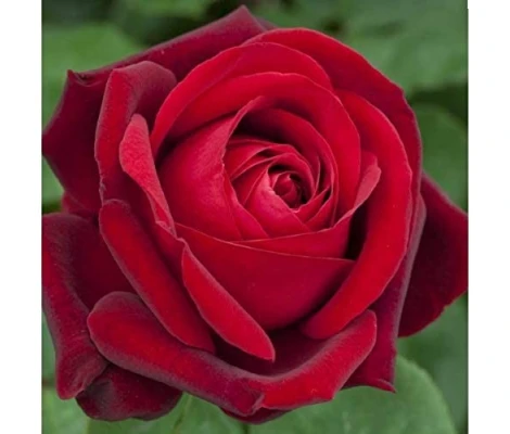 Rosal Chrysler Imperial Meilland