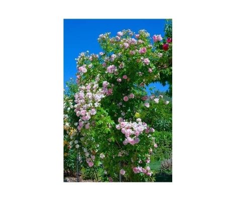 Rosal Trepador Domaine De Courson Meilland